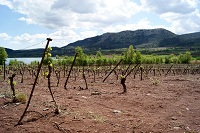 WeinanbauSuedfrankreich2010.jpg